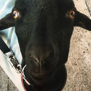 Meet your Posher, Renee